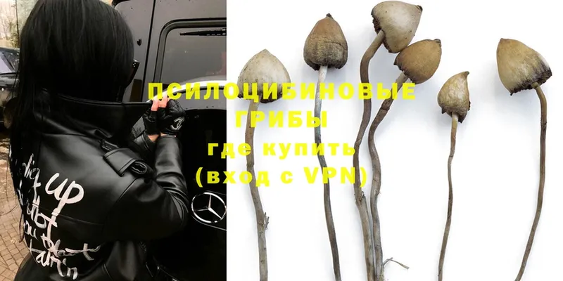 Псилоцибиновые грибы Psilocybe Мышкин